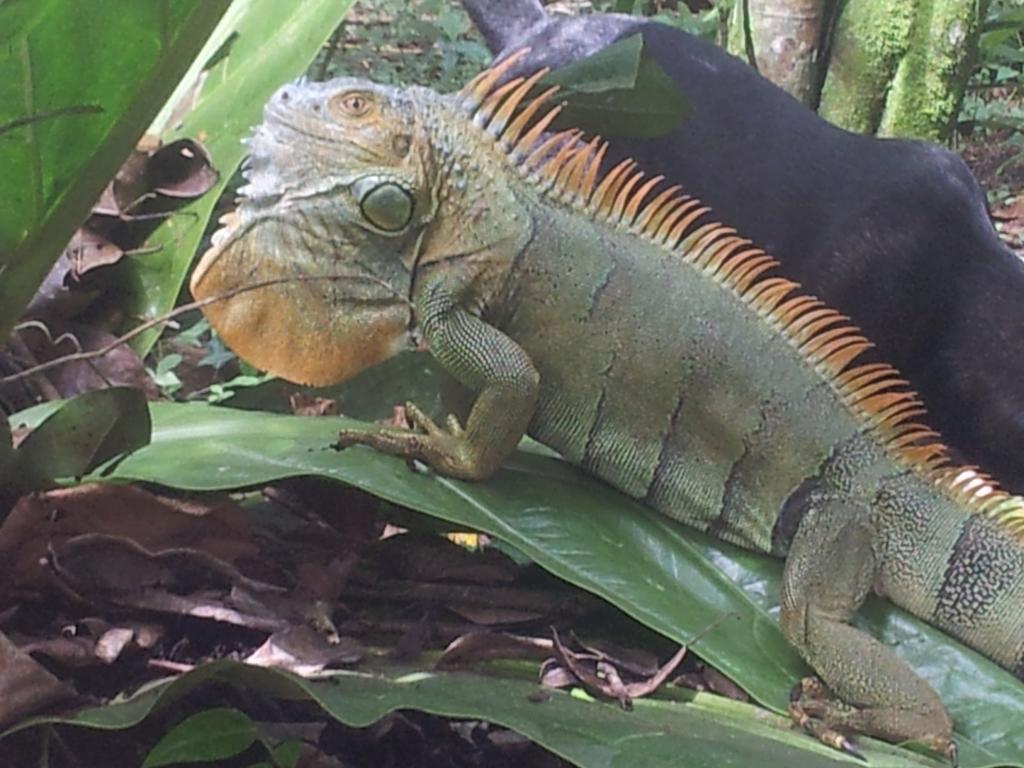 Mar Verde Lodge Puerto Viejo de Talamanca エクステリア 写真