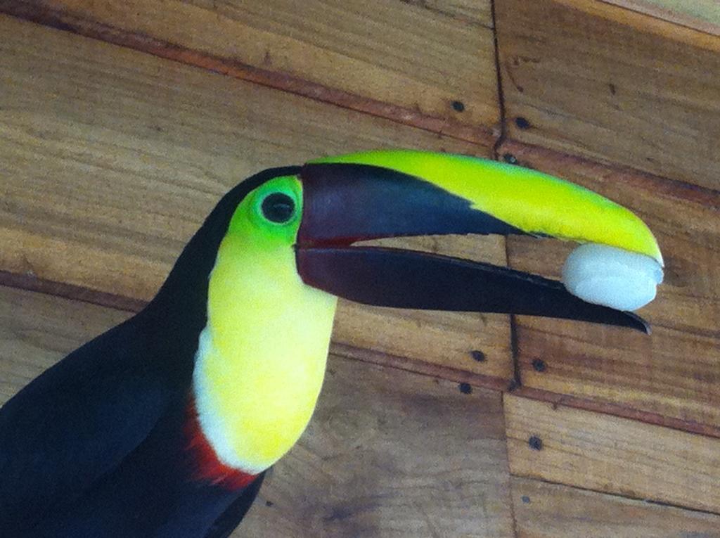 Mar Verde Lodge Puerto Viejo de Talamanca エクステリア 写真