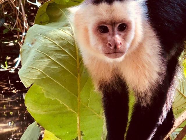 Mar Verde Lodge Puerto Viejo de Talamanca エクステリア 写真