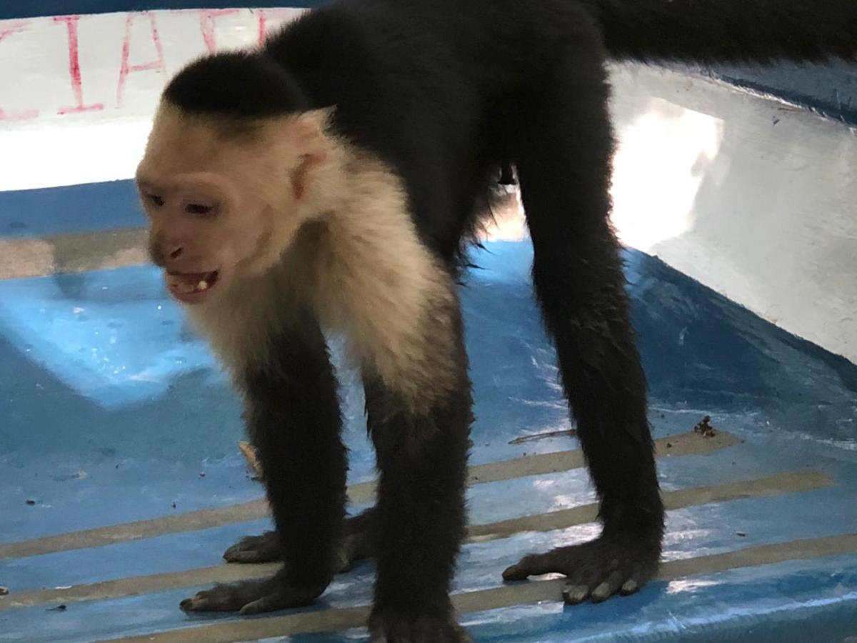 Mar Verde Lodge Puerto Viejo de Talamanca エクステリア 写真