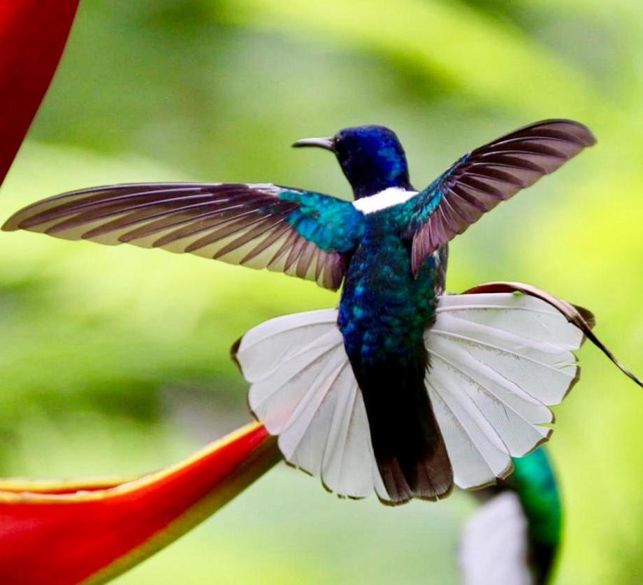 Mar Verde Lodge Puerto Viejo de Talamanca エクステリア 写真